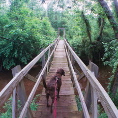 Station Camp Creek, Big South Fork country